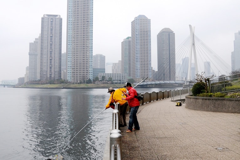 東京都／隅田川のシーバス