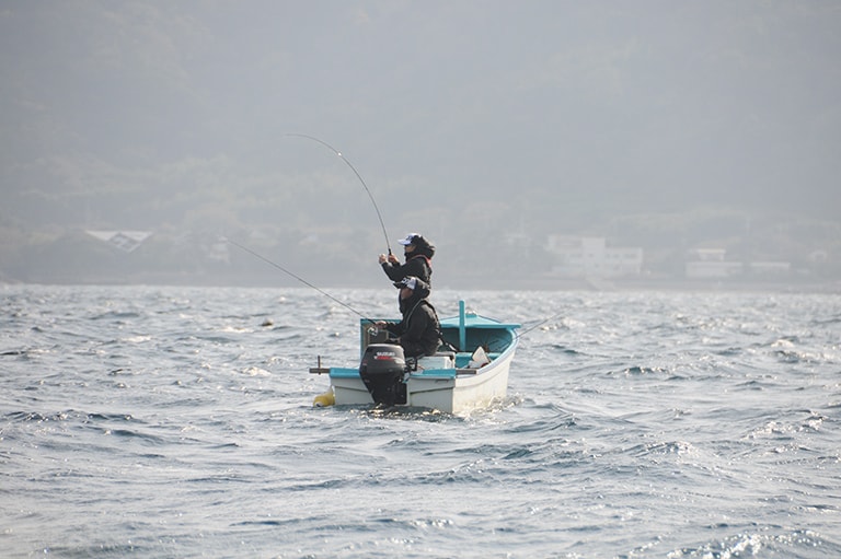 千葉県／南房のアオリイカ
