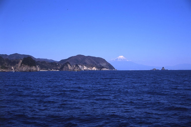 静岡県／西伊豆のメジナ