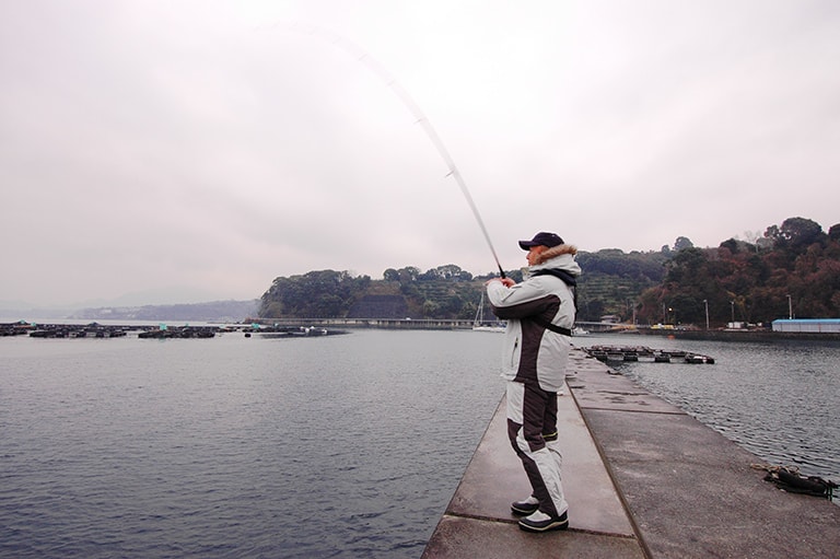 静岡県／沼津内浦湾のジンドウイカ