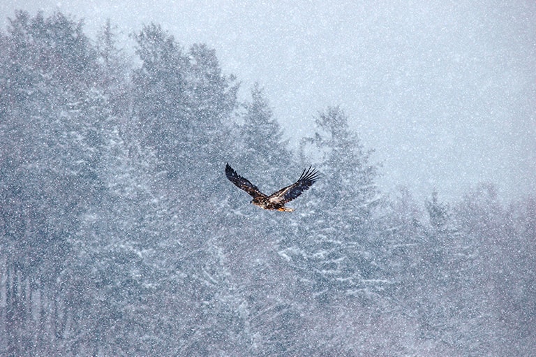 北海道／網走湖のワカサギ釣り