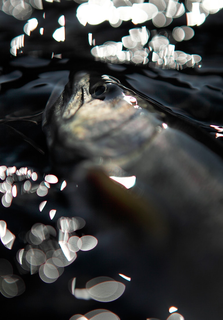 厳密にいうと、1尺は30.3cm。だから30cmのヤマメは「尺ヤマメ」ではない……という議論があるとかないとか