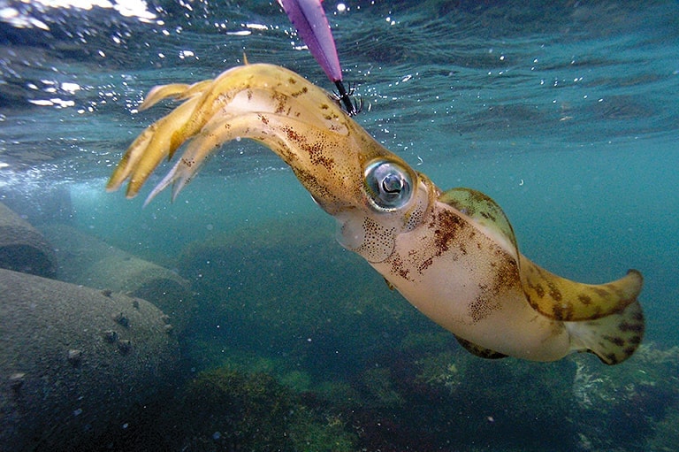 アオリイカの誘惑。