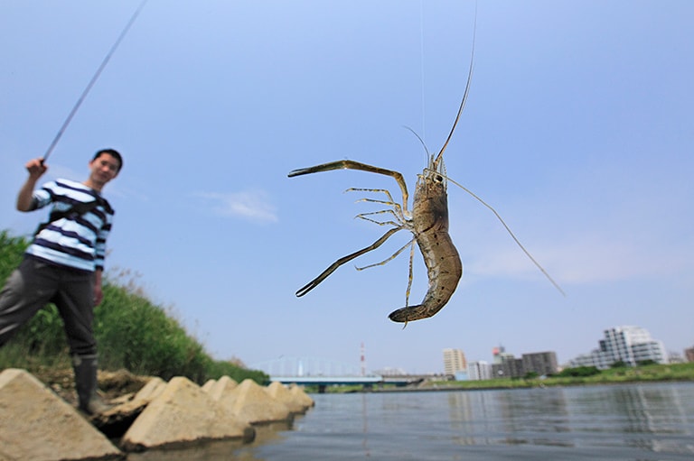 テナガエビで梅雨をふっとばせ！