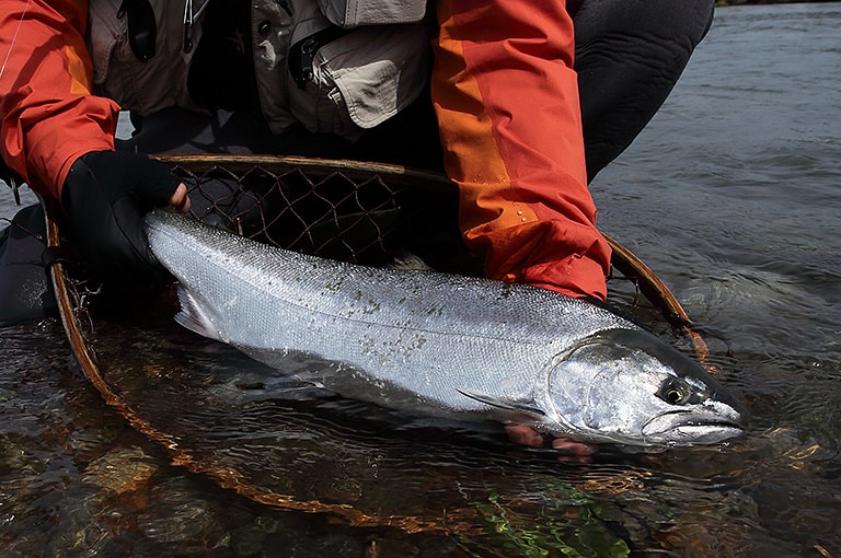 トラウトルアー釣りの最高峰！初めての「ルアーサクラマス釣り」入門