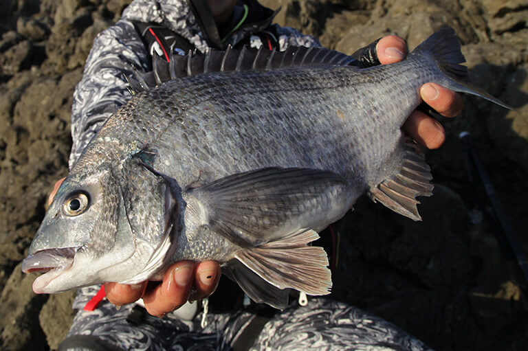 初めての「地磯のクロダイ釣り」入門