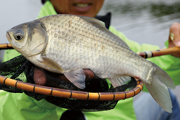 初めての「ヘラブナ釣り」入門