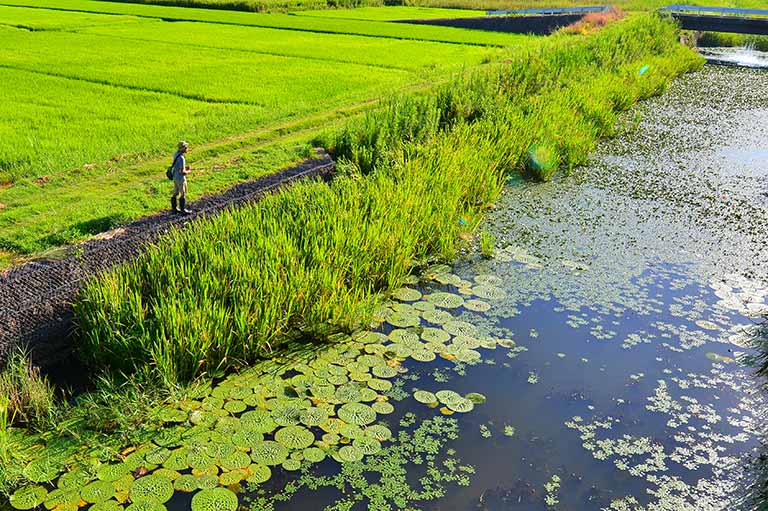初めての「雷魚釣り」入門