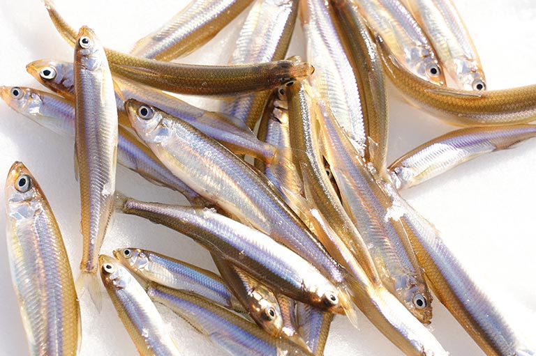 ボート、ドーム船、氷上の釣り。初めての「ワカサギ釣り」入門