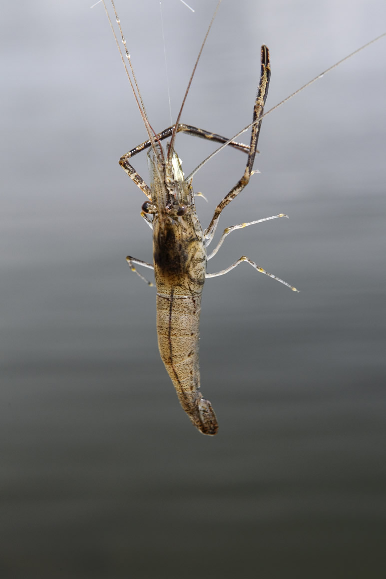 ウキに反応が現われたら、動きが止まってからサオを静かに持ち上げてみる。テナガエビが掛かっていれば「ビンッ、ビンッ！」とイトを弾くような感触が伝わってくるので、そのまま抜き上げよう