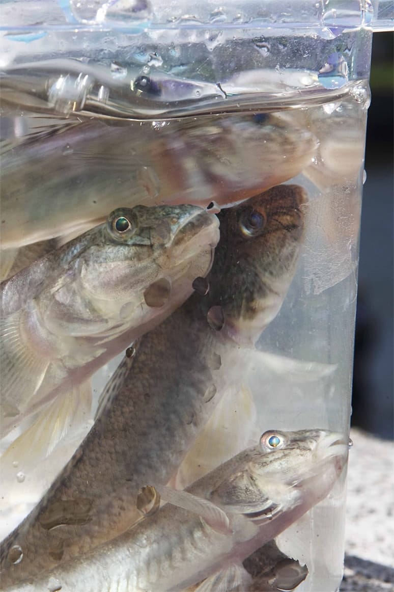 頭部をよく見ると、身体のわりに口が大きいことが分かる。この口でエサをひと呑みにするため、大型のほうがハリに掛かりやすい傾向がある