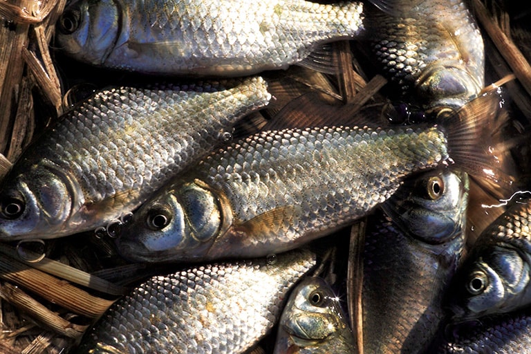 フナ釣りは周年楽しめるが、シーズンごとに特色がある。秋は小ブナ釣りの最盛期。9月以降、気温が下がり始めると数cm前後の当歳魚の数釣りが楽しめる