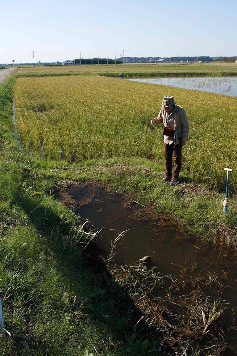 フナは水位が上昇すると浅場を目指して移動する習性がある。大雨のあとなど、水が増えていつものポイントでアタリが出ない時には極端に浅いエリアも探してみよう