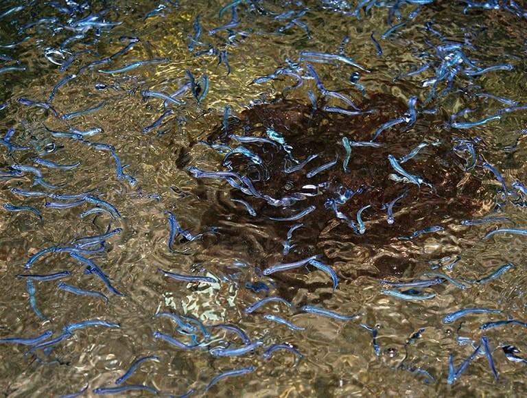イワシなど、小魚の群れがいればメバルの食いが立っている可能性が高い。水面の波紋や音にも注意してみよう