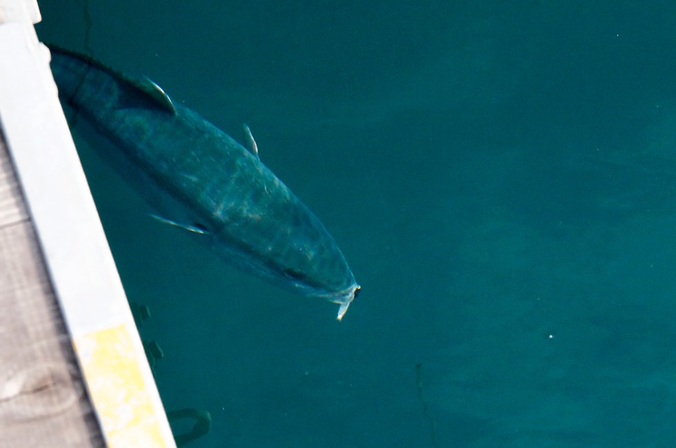 ブリの目の前でエサを「チョン」と持ち上げ誘いを入れる。すると食いついた。