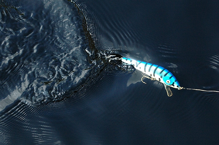 なぜルアーで釣れる？魚が疑似餌を食べてしまう理由