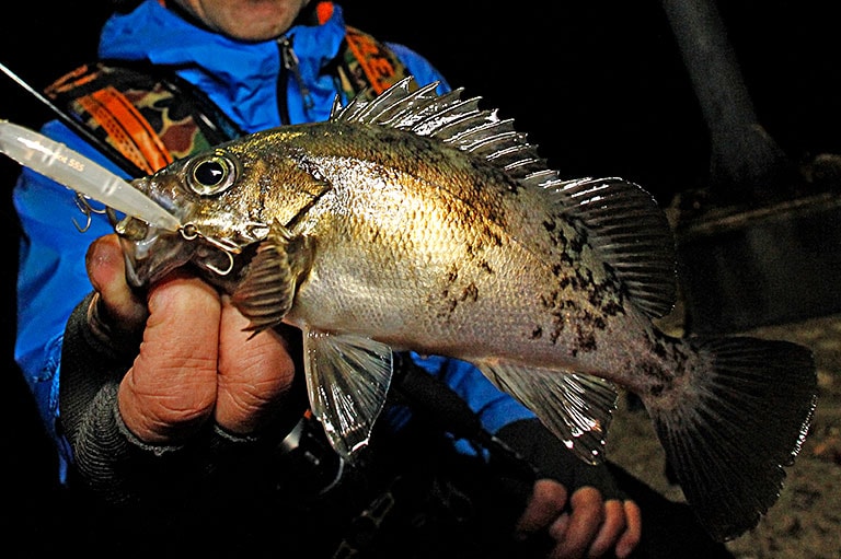 個性あふれる「春告魚」メバルとその仲間たち