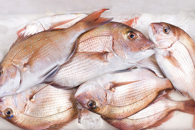 釣った魚の保存方法｜鮮度を保つために実践したい用意と工夫