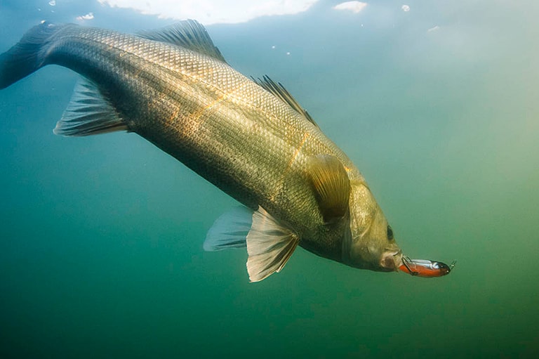 すぐ隣で釣っているのに10対0尾……どうして!?
