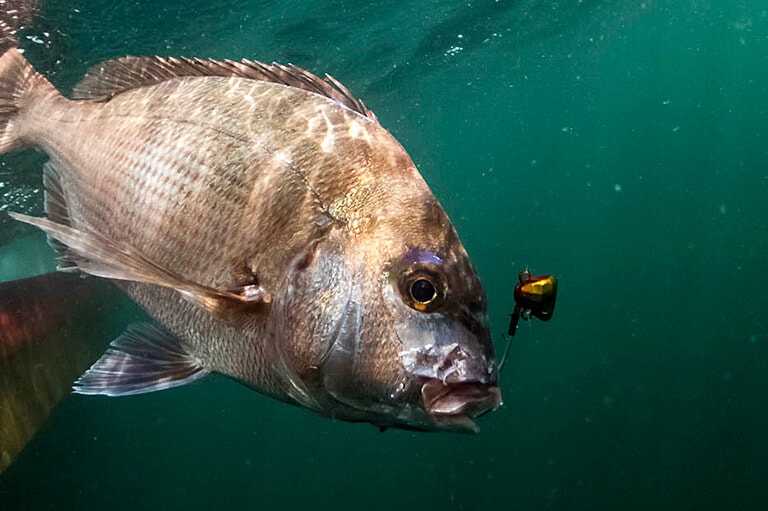 エサとルアーはどっちが釣れる!?