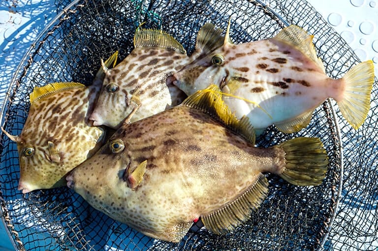冬のカワハギは釣り人の特権！
