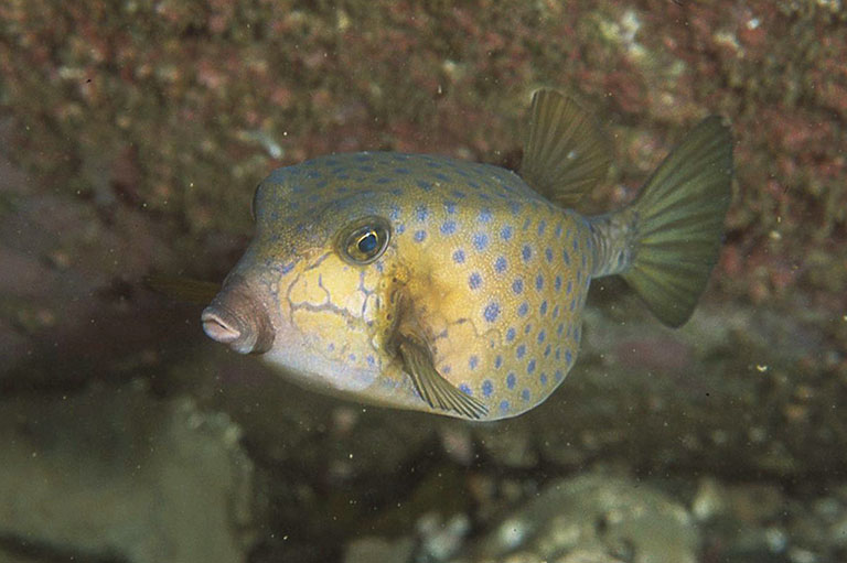 釣り場で出会う「毒魚」まとめ｜注意点や事例、対処法も解説
