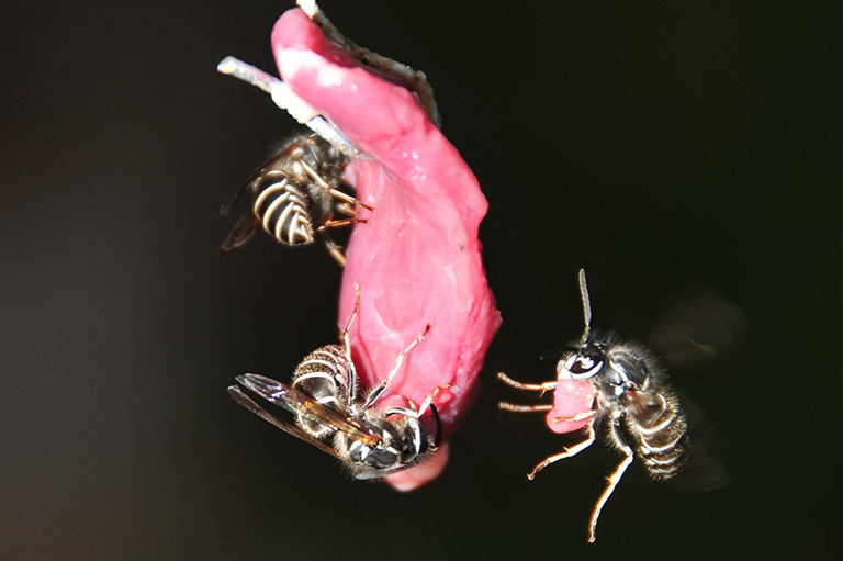 野外で会いたくないイヤな虫対策「ダニ」＆「ハチ」編