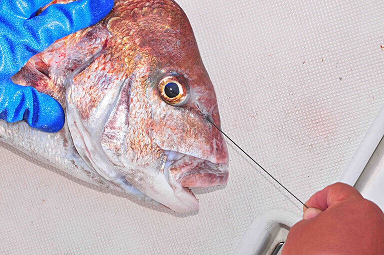 魚の鮮度を保つための大原則と締め方