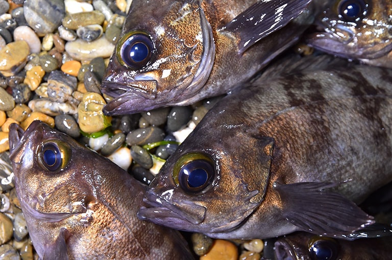 堤防・海釣り公園・小磯、人気のメバル釣り場9選