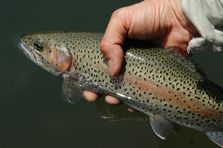 開放的な水辺でリフレッシュ！おすすめのニジマス釣り場10選