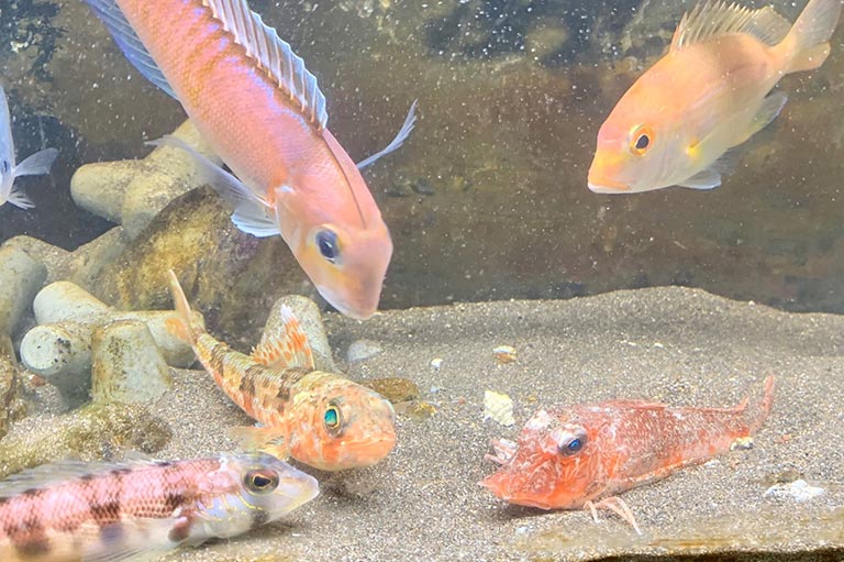 自由研究にもぴったり！釣った魚を飼ってみよう