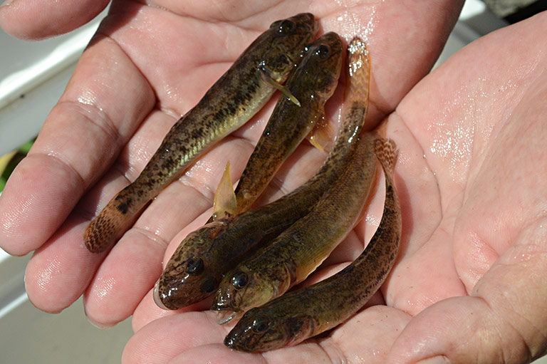 ハゼ釣りの代表的な釣り方は？美味しい食べ方もご紹介