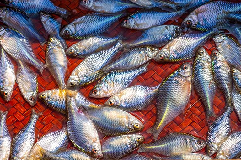 「タナゴ釣り」の魅力