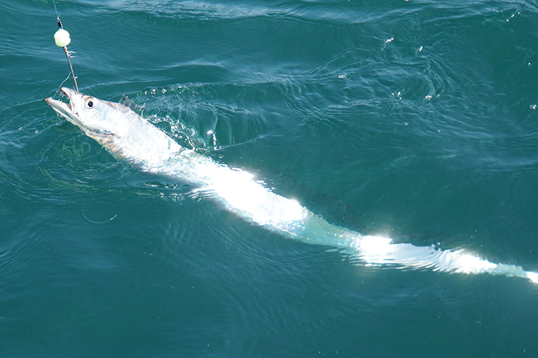 どうして人気？タチウオの魅力