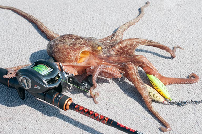 マダコの人気が急速に高まった理由