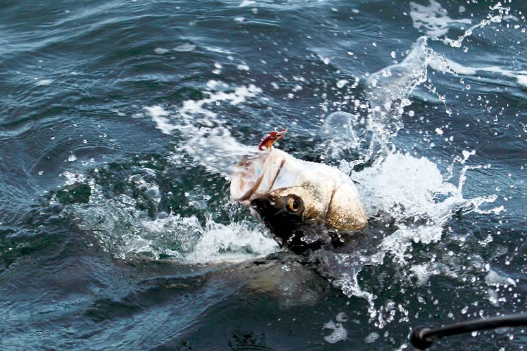 気になる魚の大きさと年齢の関係