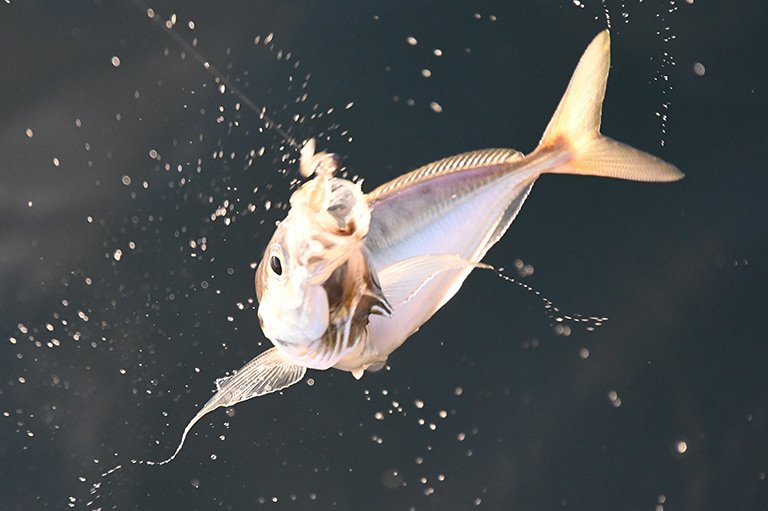 PEやフロロとエステルの違いは？アジングを深める釣り糸の話