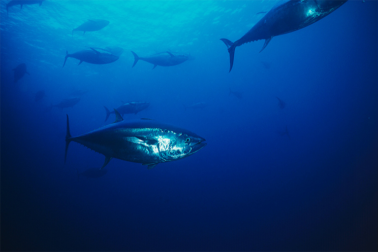 クロマグロ遊漁の新しい規制がスタート！どうなる？何が課題？