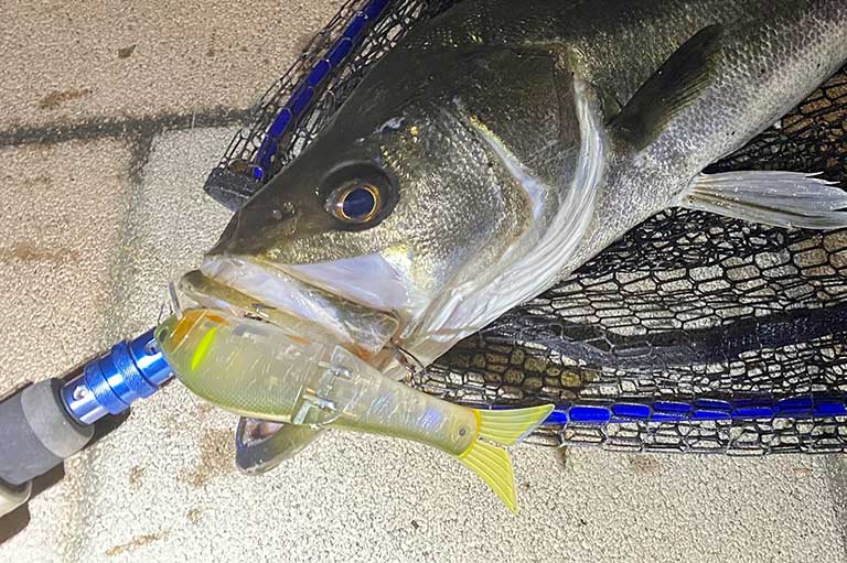 渓流ベイトフィネスとは？人気上昇中のトラウトルアー釣りを解説 