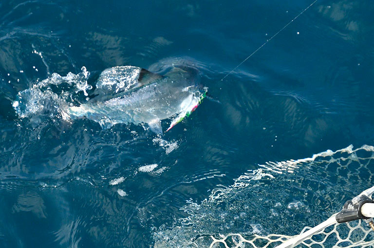 北海道のサクラマスジギングとは？仕掛けや釣り方もわかる