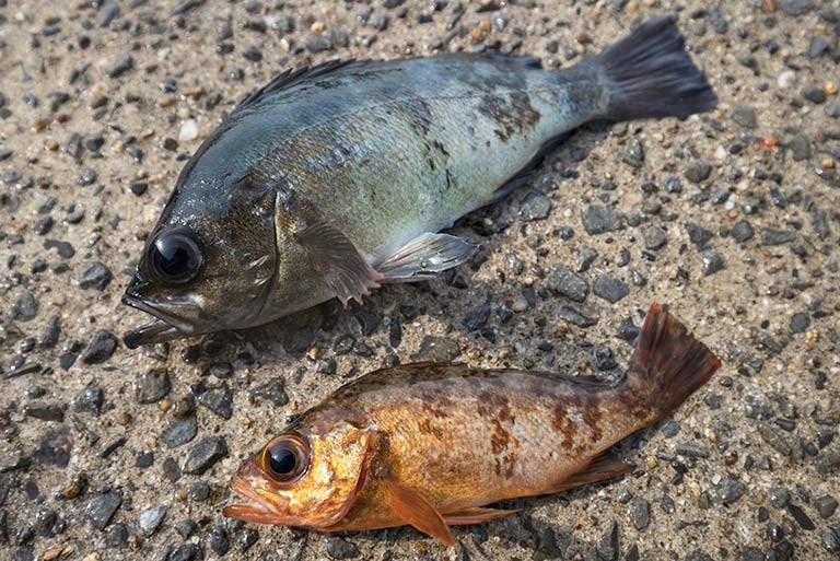 メバルもアオリイカも3種類！分類・研究が進む人気の釣り魚
