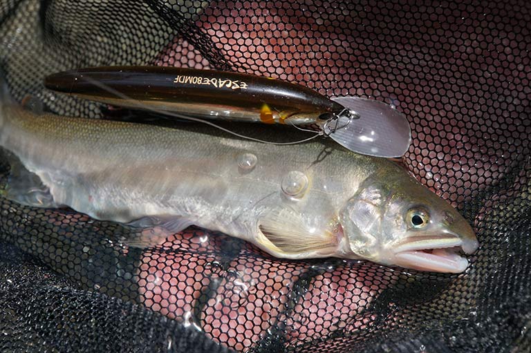 夏の新たな釣り「アユルアー」の魅力！道具は？釣り方は？