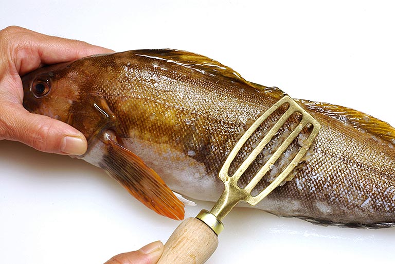 アイナメのさばき方