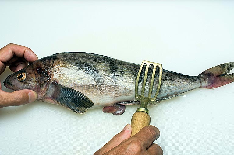 ホッケのさばき方