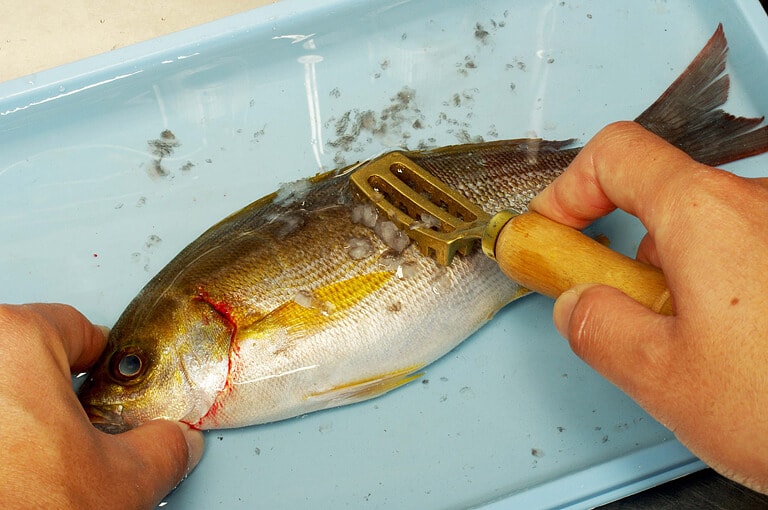 イサキのさばき方