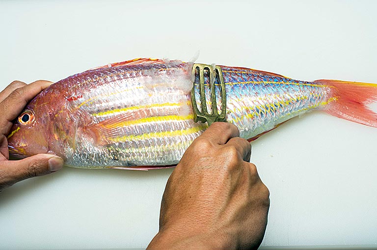 イトヨリダイのさばき方