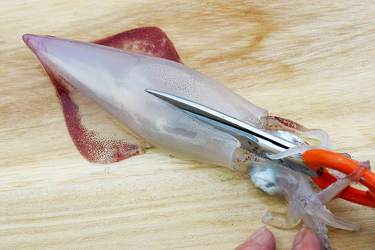 ケンサキイカのさばき方