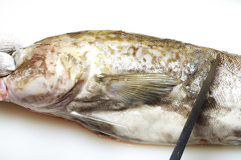 マダラのさばき方