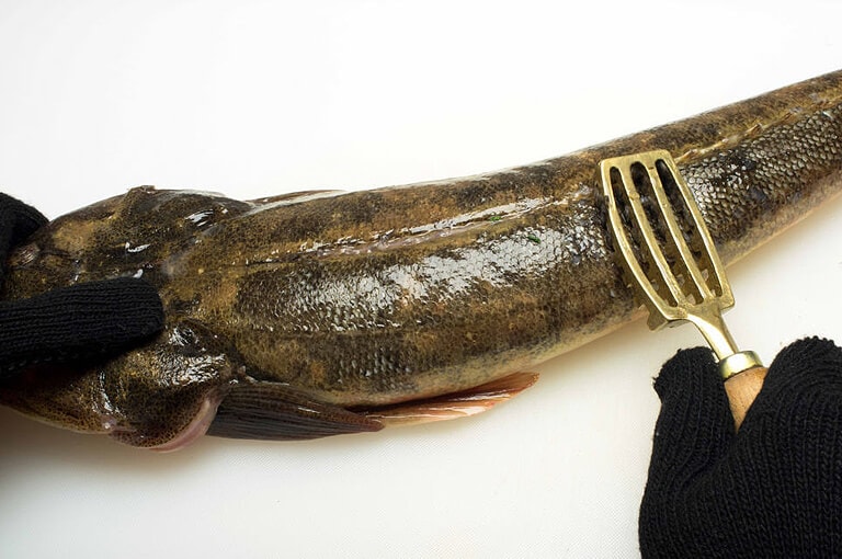 マゴチのさばき方