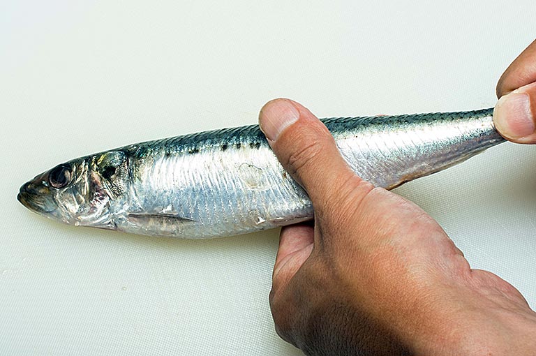 マイワシのさばき方